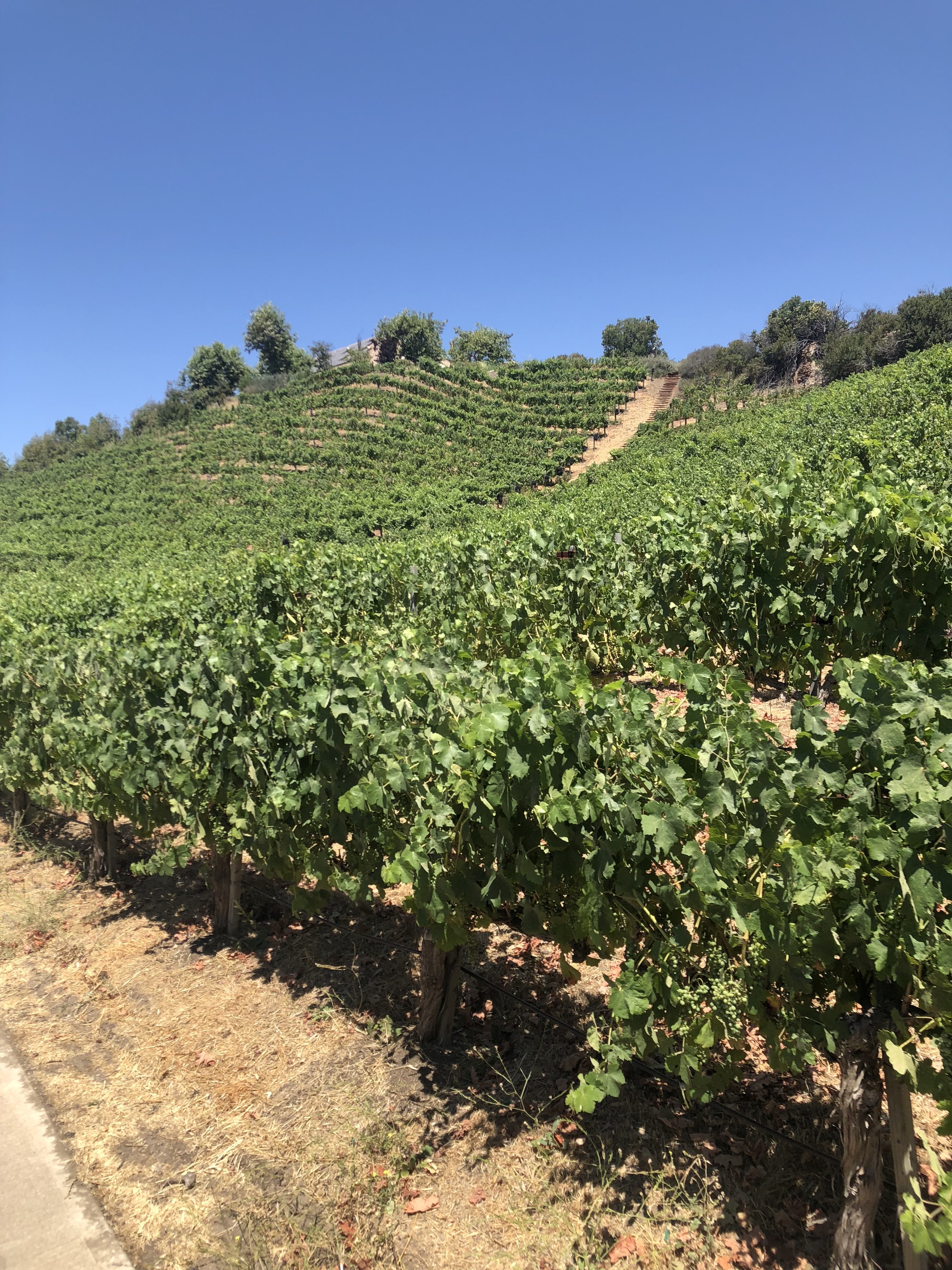 malibu wines