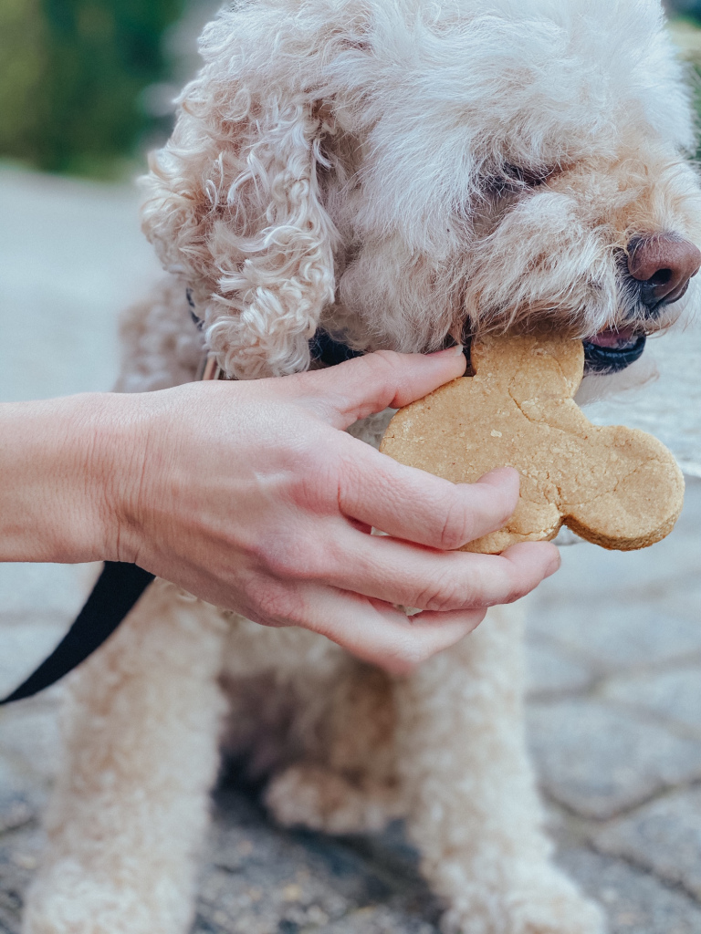 homemade dog treats