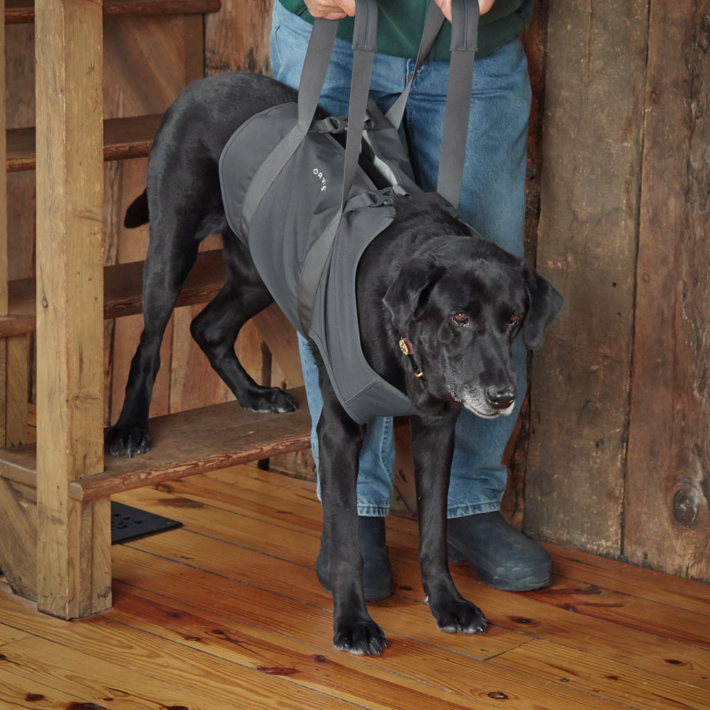 senior dog harness