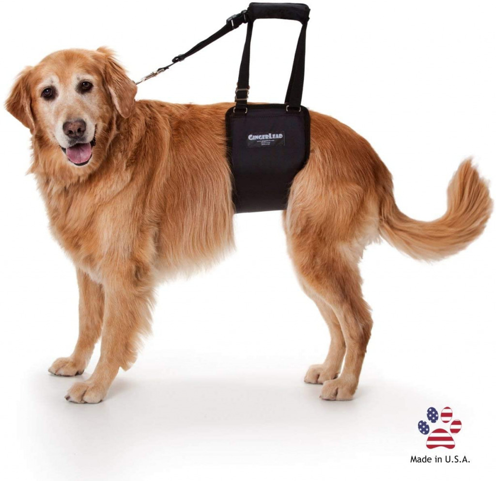 senior dog harness