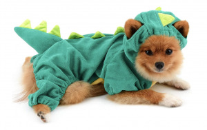 stegosaurus dog