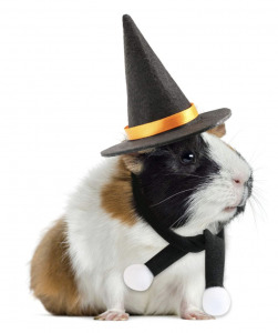 wizard guinea pig