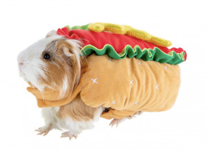 guinea pig hot dog