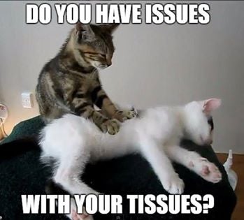 cat massage room