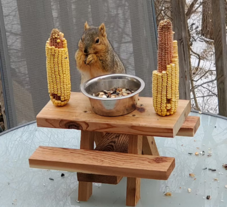 squirrel picnic table
