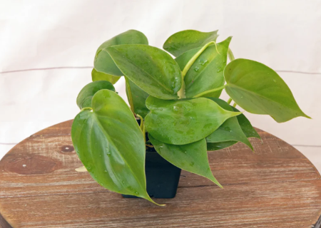 Heartleaf Philodendron houseplant