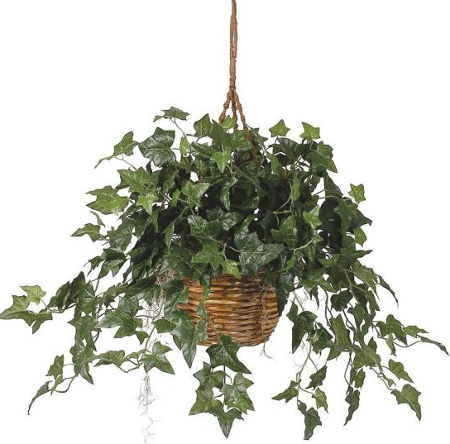 english ivy houseplant