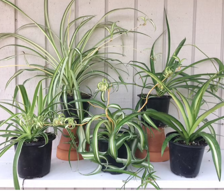 spider plant houseplant