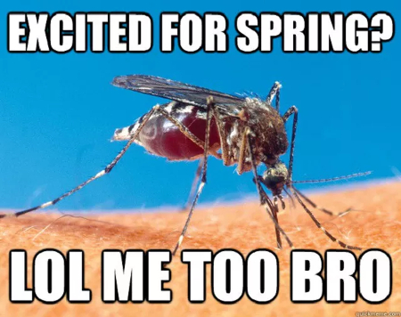 mosquito meme